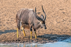 Nyala [Tragelaphus angasii]