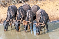 Blue Wildebeest [Connochaetes taurinus taurinus]