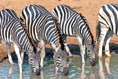 Plains Zebra [Equus quagga burchellii]