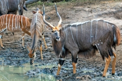 Nyala [Tragelaphus angasii]