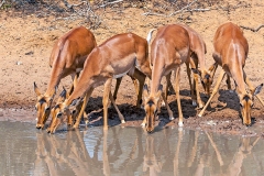 Impala [Aepyceros melampus melampus]
