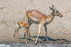 Impala [Aepyceros melampus melampus]