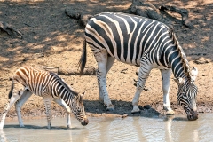Plains Zebra [Equus quagga burchellii]