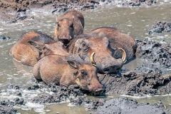 Common Warthog [Phacochoerus africanus sundewallii]