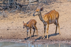 Nyala [Tragelaphus angasii]