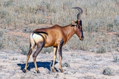 Hartebeest [Alcelaphus buselaphus caama]