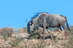 Blue Wildebeest [Connochaetes taurinus taurinus]
