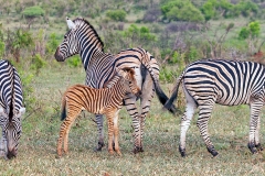 Plains Zebra [Equus quagga chapmani]
