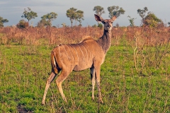 Greater Kudu [Tragelaphus strepsiceros strepsiceros]