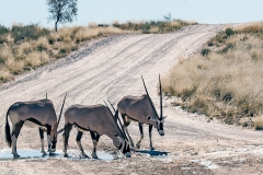 Gemsbok [Oryx gazella]