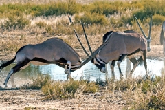 Gemsbok [Oryx gazella]