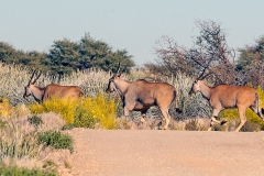 Common Eland [Taurotragus oryx oryx]