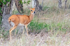 Steenbok [Raphicerus campestris]