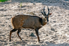 Bushbuck [Tragelaphus sylvaticus sylvaticus]