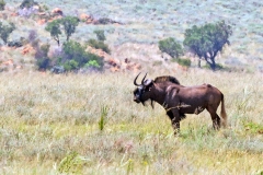 Black Wildebeest [Connochaetes gnou]
