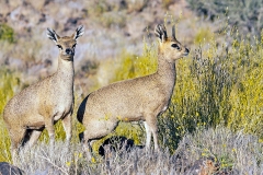 Klipspringer [Oreotragus oreotragus oreotragus]