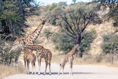 Southern Giraffe [Giraffa giraffa angolensis]