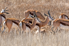 Springbok [Antidorcas marsupialis hofmeyri]