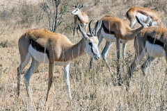 Springbok [Antidorcas marsupialis hofmeyri]