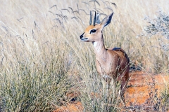 Steenbok [Raphicerus campestris]