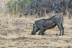 Common Warthog [Phacochoerus africanus sundewallii]