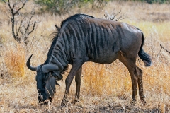 Blue Wildebeest [Connochaetes taurinus taurinus]