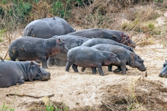 Common Hippopotamus [Hippopotamus amphibius capensis]
