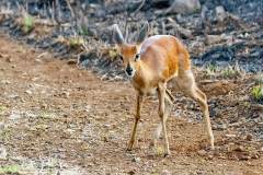 Steenbok [Raphicerus campestris]