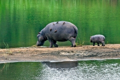 Common Hippopotamus [Hippopotamus amphibius capensis]