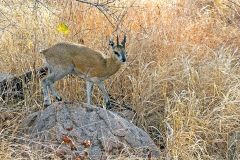 Klipspringer [Oreotragus oreotragus transvaalensis]