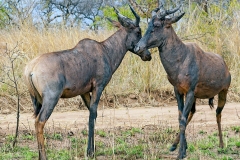 Tsessebe [Damaliscus lunatus lunatus]