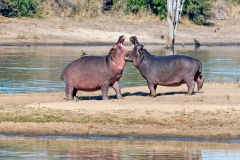 Common Hippopotamus [Hippopotamus amphibius capensis]
