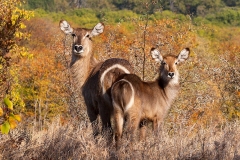 Waterbuck [Kobus ellipsiprymnus ellipsiprymnus]