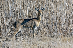 Southern Reedbuck [Redunca arundinum arundinum]