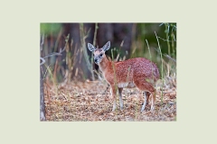 Sharpe's Grysbok [Raphicerus sharpei]
