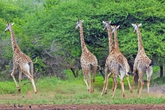 Southern Giraffe [Giraffa giraffa giraffa]
