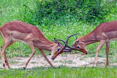 Impala [Aepyceros melampus melampus]