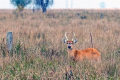 Marsh Deer [Blastocerus dichotomus]
