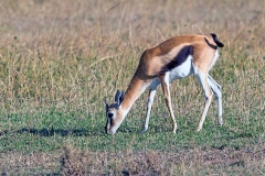 Thomson's Gazelle [Eudorcas thomsonii nasalis]