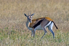 Thomson's Gazelle [Eudorcas thomsonii nasalis]