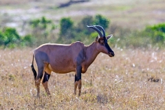 Tsessebe [Damaliscus lunatus jimela]