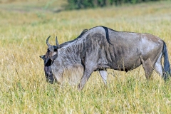 Blue Wildebeest [Connochaetes taurinus mearnsi]