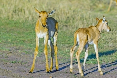 Tsessebe [Damaliscus lunatus jimela]