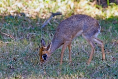 Cavendish’s Dik-dik [Madoqua cavendishi]