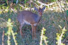 Cavendish’s Dik-dik [Madoqua cavendishi]