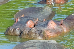 Common Hippopotamus [Hippopotamus amphibius kiboko]