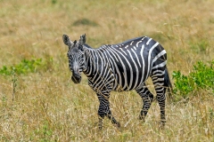 Plains Zebra [Equus quagga quagga]