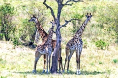 Masai Giraffe [Giraffa tippelskirchi tippelskirchi]
