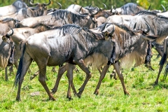 Blue Wildebeest [Connochaetes taurinus mearnsi]