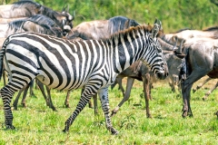 Plains Zebra [Equus quagga quagga]